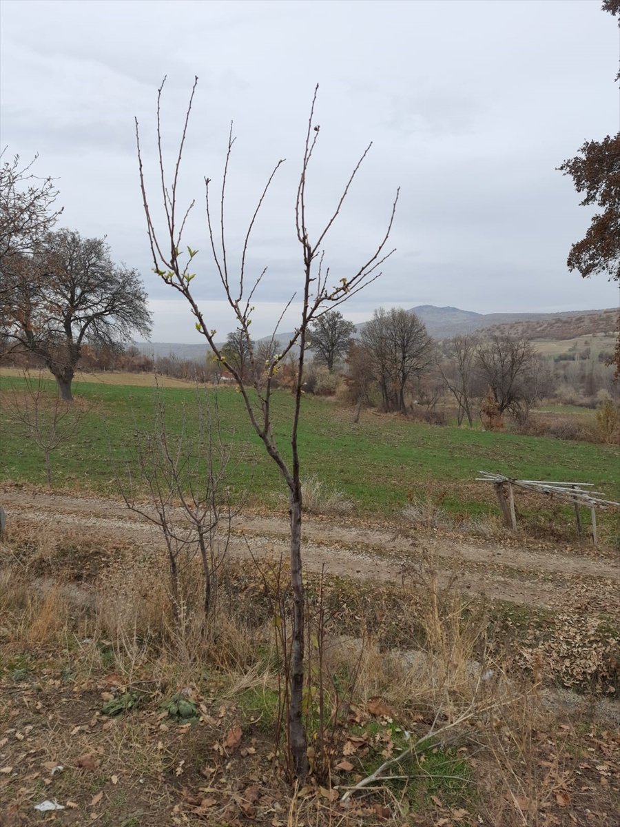 Beyşehir'de Erik Ağacı Aralık Ayında Çiçek Açtı