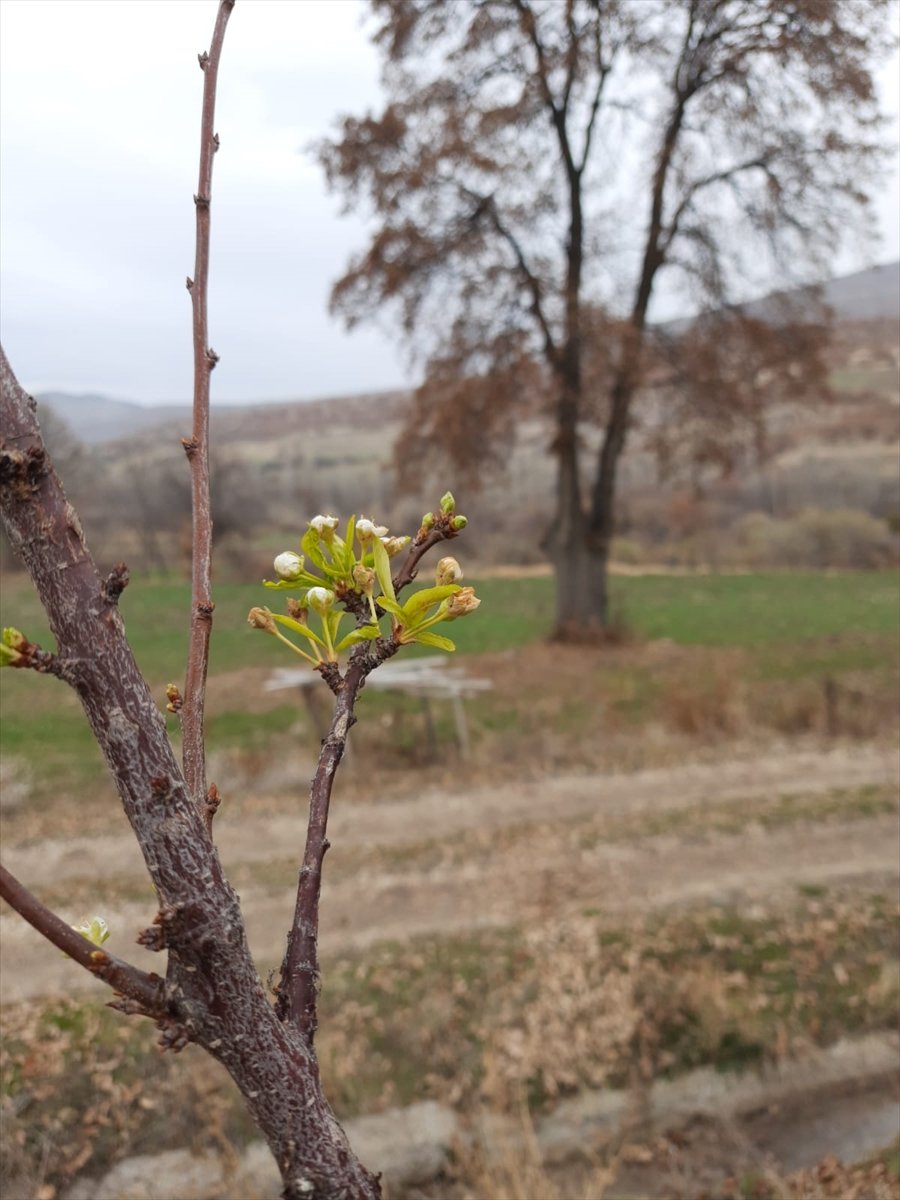 Beyşehir'de Erik Ağacı Aralık Ayında Çiçek Açtı