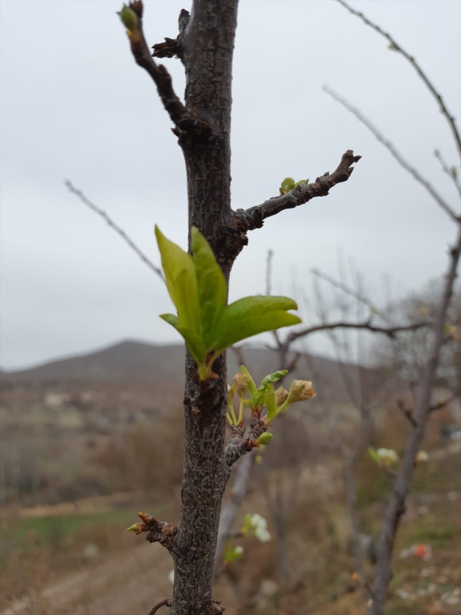 Beyşehir'de Erik Ağacı Aralık Ayında Çiçek Açtı