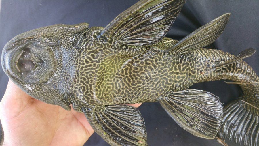 Eskişehir'de Uzmanlar Akarsuda Tespit Edilen İstilacı İki Balık Türünü Araştırdı