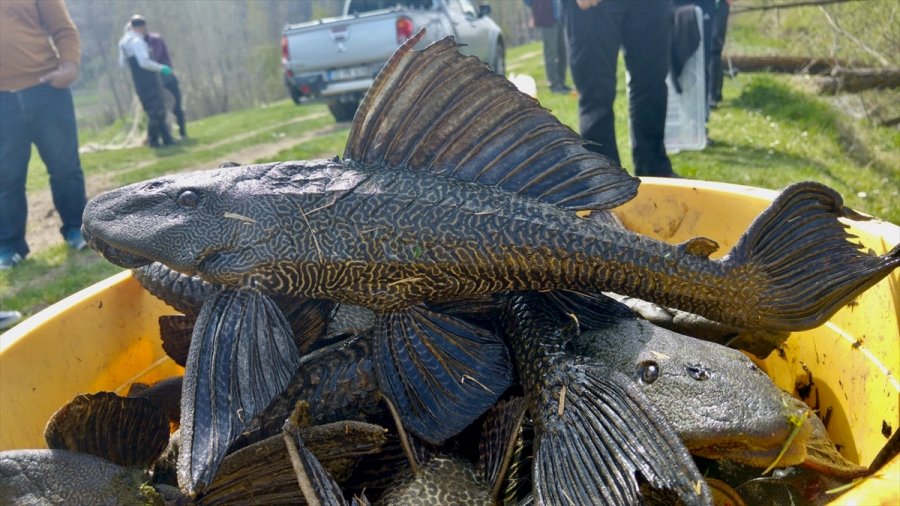 Eskişehir'de Uzmanlar Akarsuda Tespit Edilen İstilacı İki Balık Türünü Araştırdı
