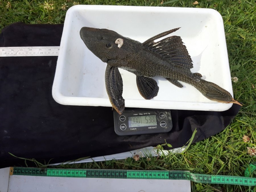 Eskişehir'de Uzmanlar Akarsuda Tespit Edilen İstilacı İki Balık Türünü Araştırdı