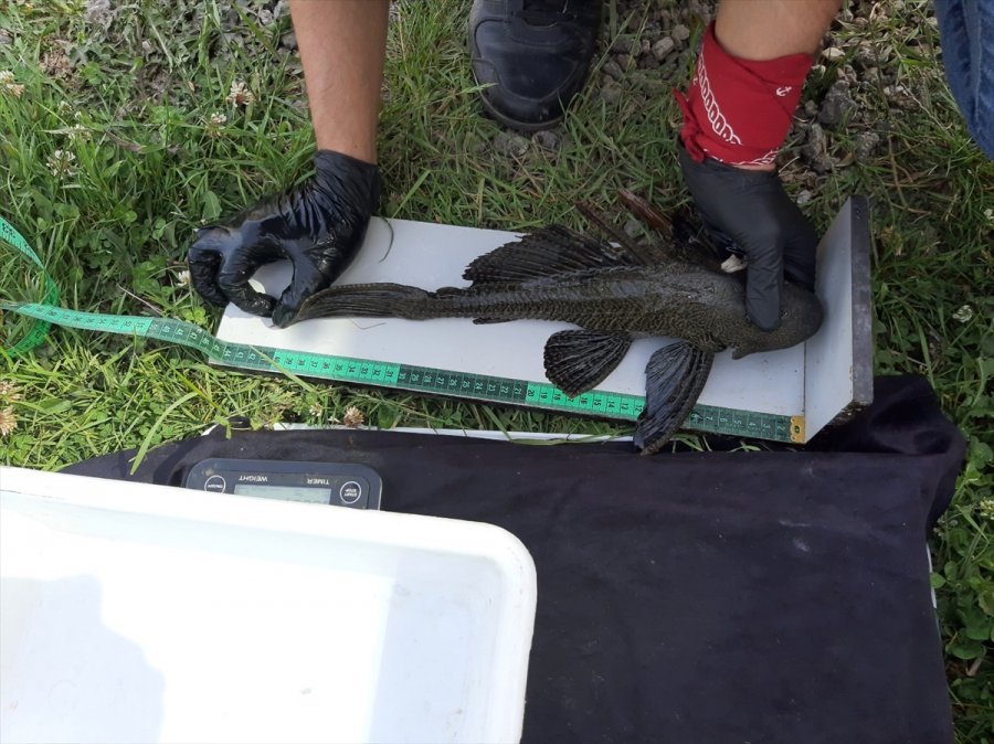 Eskişehir'de Uzmanlar Akarsuda Tespit Edilen İstilacı İki Balık Türünü Araştırdı