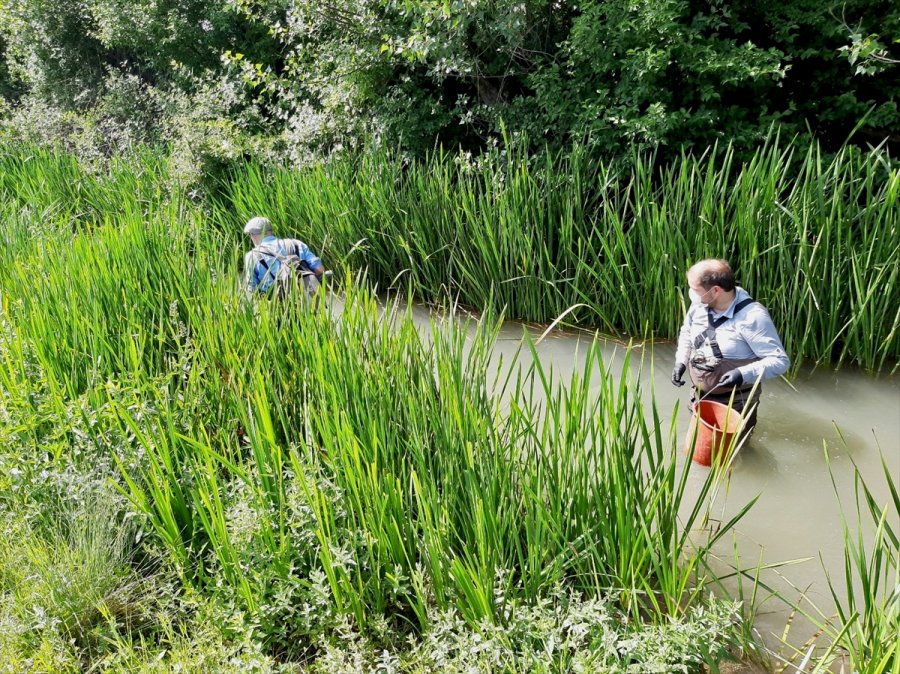 Eskişehir'de Uzmanlar Akarsuda Tespit Edilen İstilacı İki Balık Türünü Araştırdı