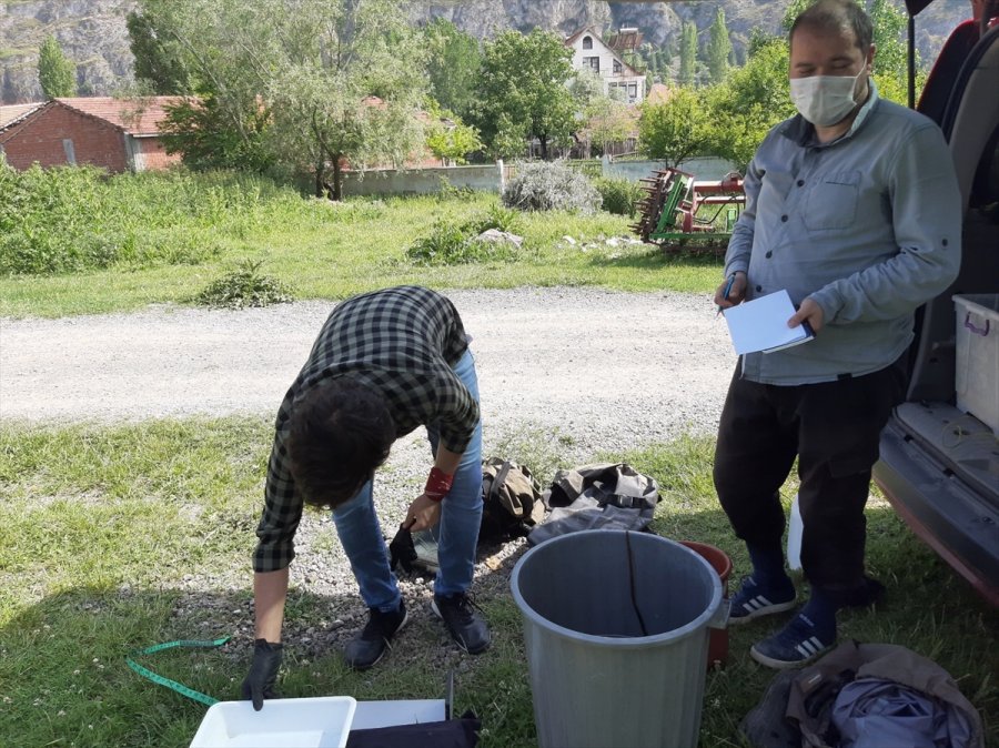 Eskişehir'de Uzmanlar Akarsuda Tespit Edilen İstilacı İki Balık Türünü Araştırdı
