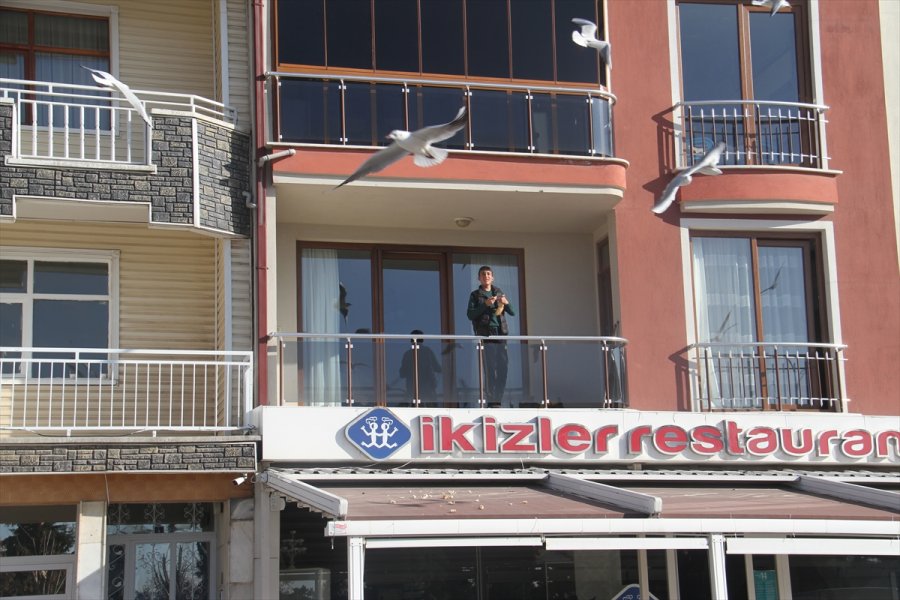 Martı Sürülerini Evlerinin Balkondan Ekmek Atarak Besliyorlar