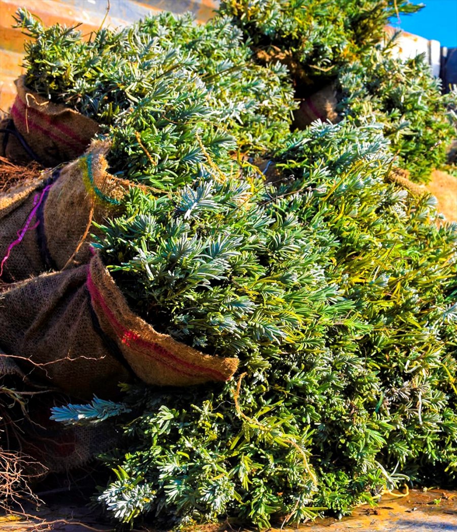 Nallıhan Belediyesi Çiftçilere Lavanta Fidesi Dağıtıyor