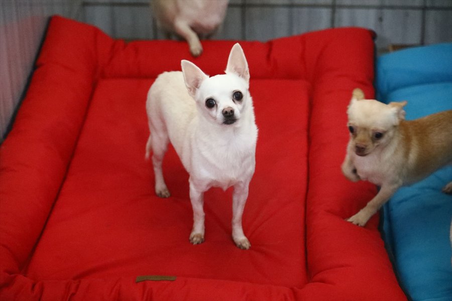 Keçiören'deki Sevimli Köpeklerin Minder Keyfi