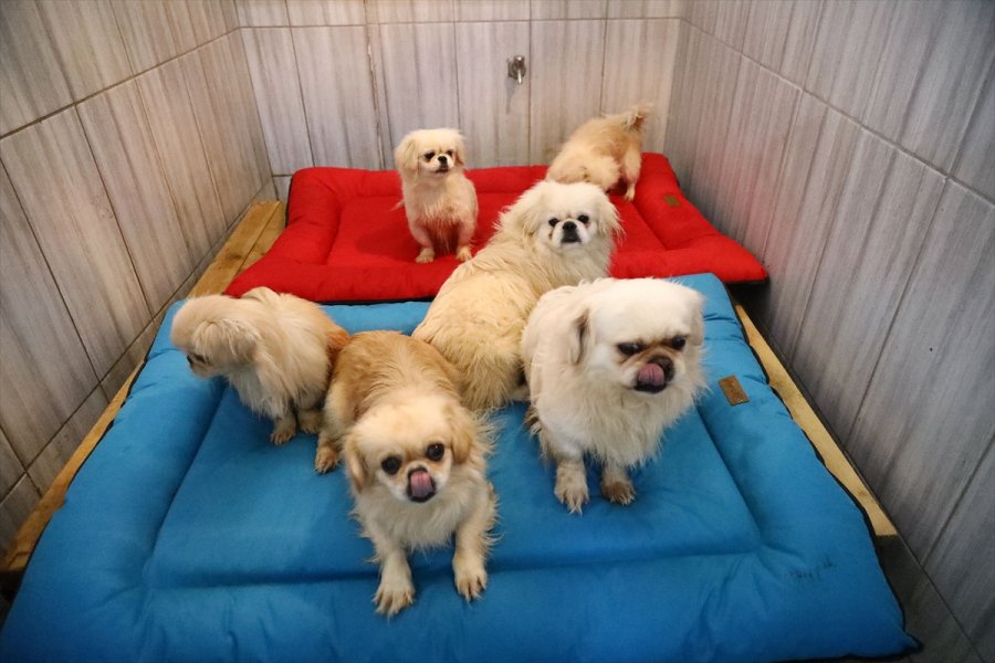 Keçiören'deki Sevimli Köpeklerin Minder Keyfi