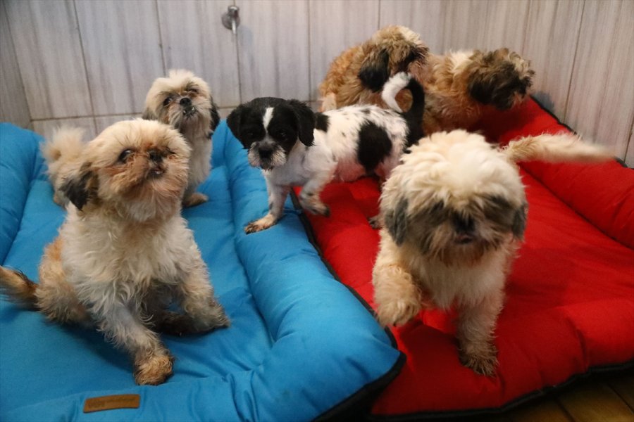 Keçiören'deki Sevimli Köpeklerin Minder Keyfi