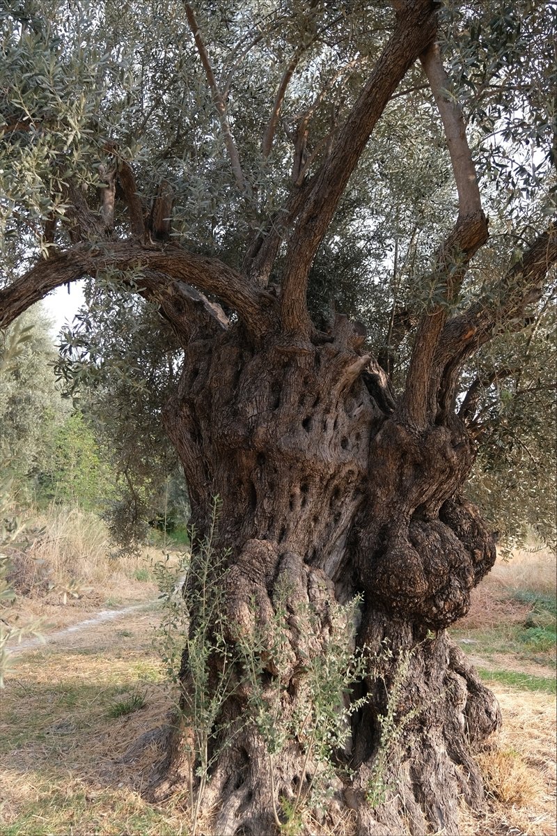 Mersin'deki Tarihi Zeytin Ağaçları İçin Tescil Çalışması Yapılıyor
