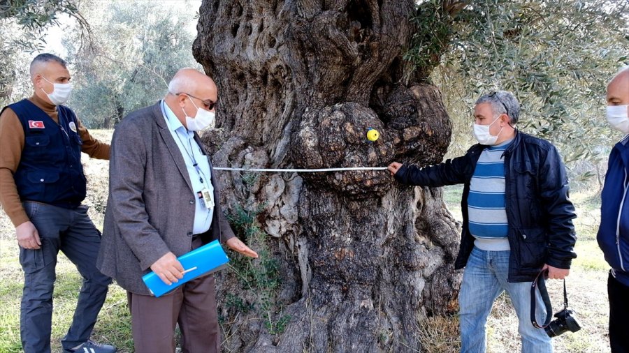 Mersin'deki Tarihi Zeytin Ağaçları İçin Tescil Çalışması Yapılıyor