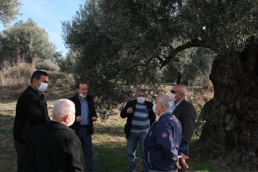 Mersin'deki Tarihi Zeytin Ağaçları İçin Tescil Çalışması Yapılıyor