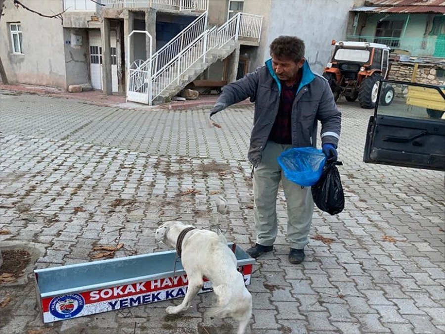 Yalıhüyük Belediyesi'nden Sokak Hayvanlarına Yiyecek Desteği