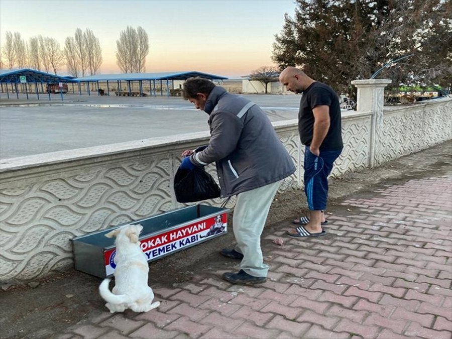 Yalıhüyük Belediyesi'nden Sokak Hayvanlarına Yiyecek Desteği