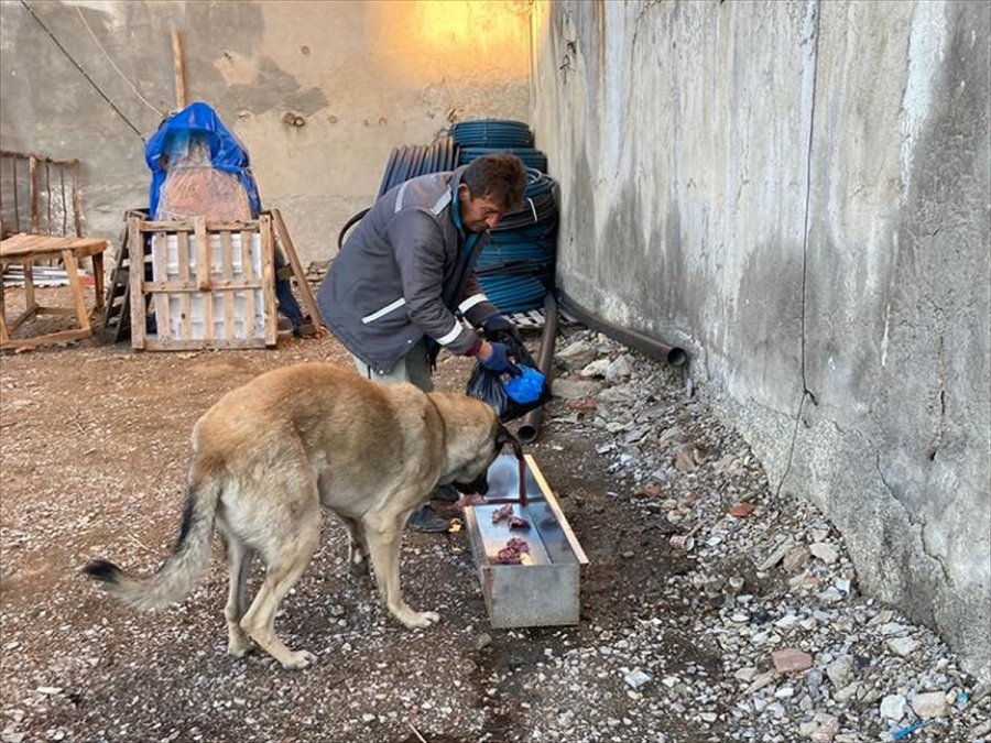 Yalıhüyük Belediyesi'nden Sokak Hayvanlarına Yiyecek Desteği