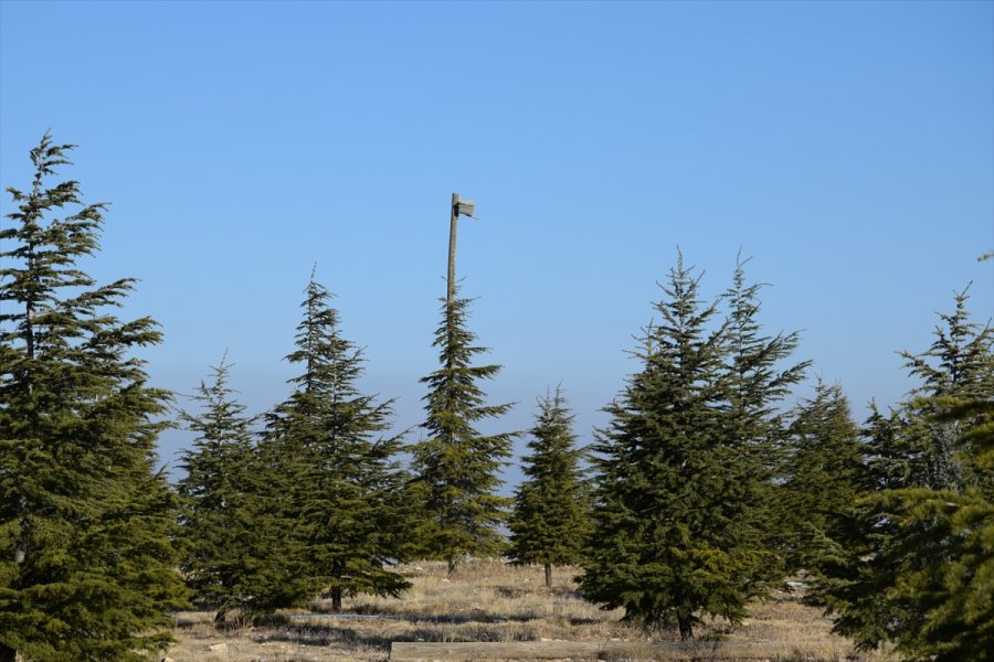 Ağaç Sevgisi Bozkırın Ortasında Küçük Bir Ormana Dönüştü