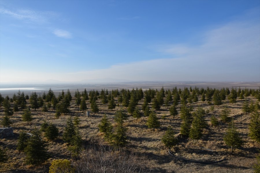 Ağaç Sevgisi Bozkırın Ortasında Küçük Bir Ormana Dönüştü