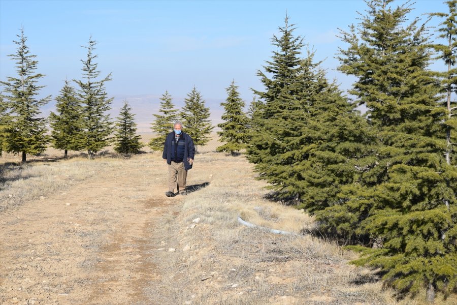 Ağaç Sevgisi Bozkırın Ortasında Küçük Bir Ormana Dönüştü