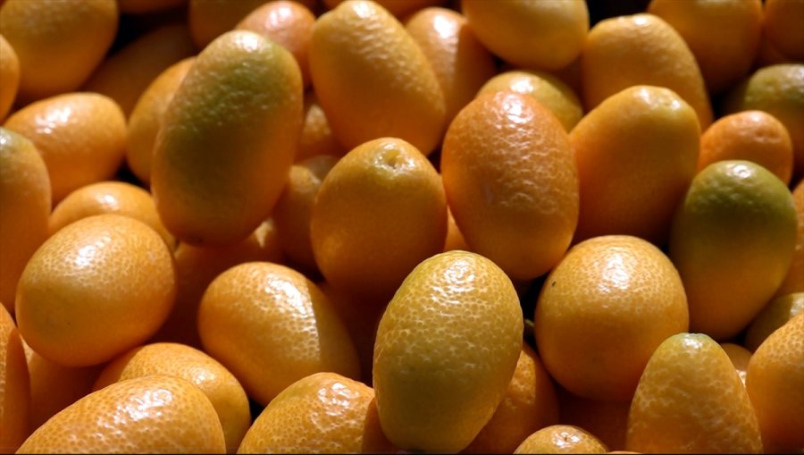 Alanya'da Avokado Hasadı Bekleyen Üreticinin Yüzünü Kamkat Güldürdü