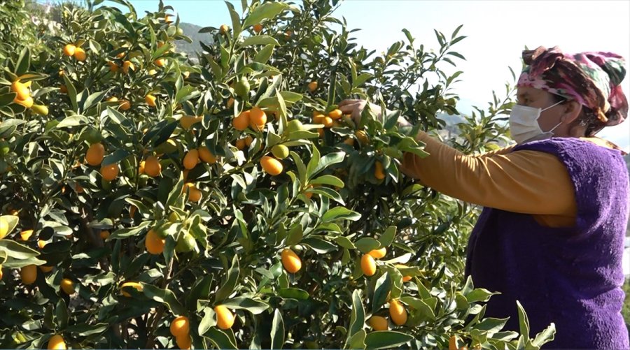 Alanya'da Avokado Hasadı Bekleyen Üreticinin Yüzünü Kamkat Güldürdü