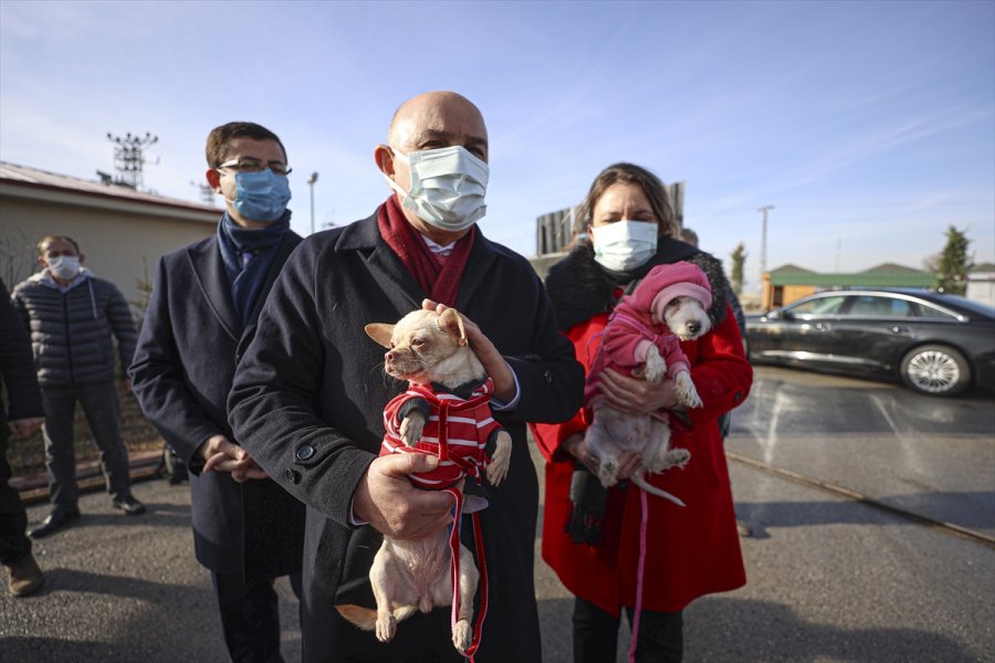 Ankara'da Ses Telleri Kesilen Köpeklerler Sahiplendirilecek