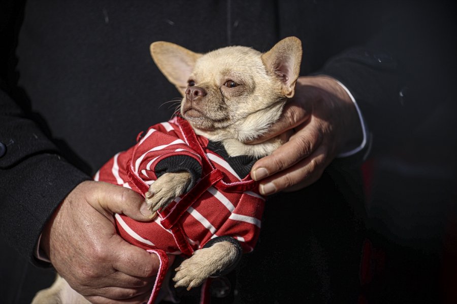 Ankara'da Ses Telleri Kesilen Köpeklerler Sahiplendirilecek