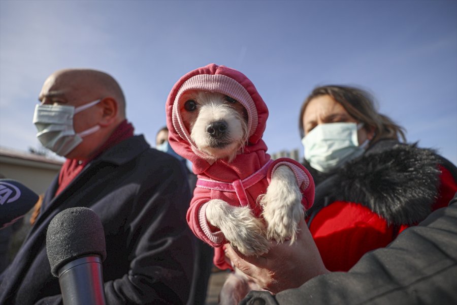 Ankara'da Ses Telleri Kesilen Köpeklerler Sahiplendirilecek