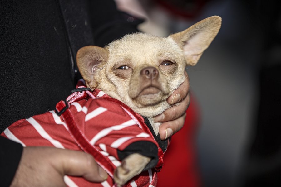 Ankara'da Ses Telleri Kesilen Köpeklerler Sahiplendirilecek