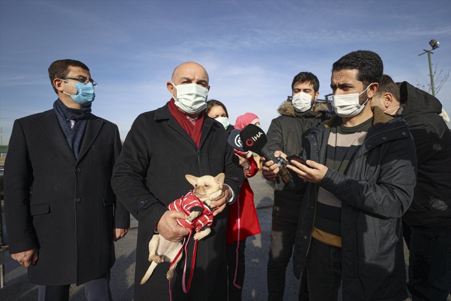 Ankara'da Ses Telleri Kesilen Köpeklerler Sahiplendirilecek