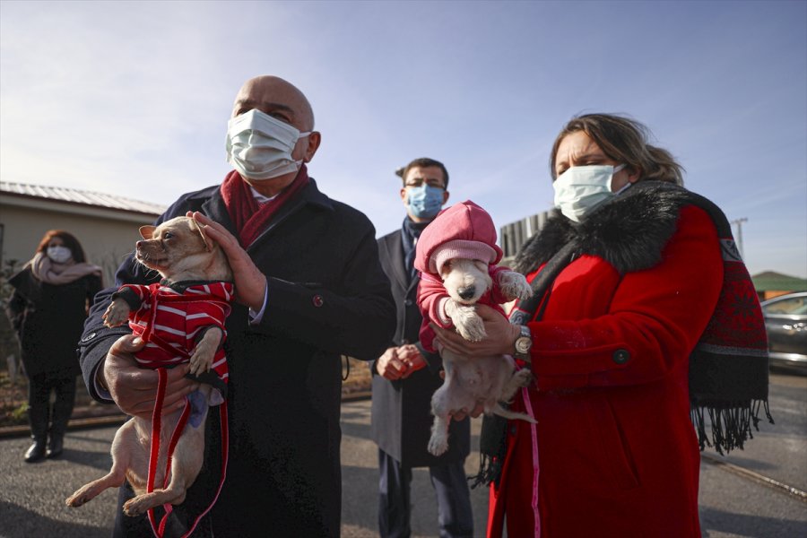 Ankara'da Ses Telleri Kesilen Köpeklerler Sahiplendirilecek