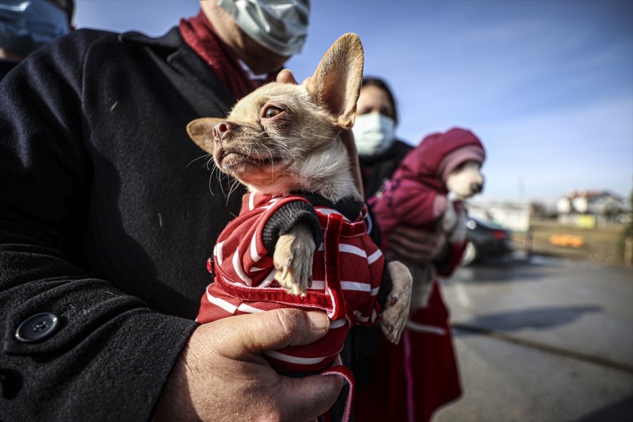 Ankara'da Ses Telleri Kesilen Köpeklerler Sahiplendirilecek