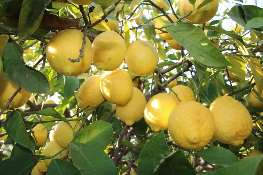Lamas Limonu İçin Avrupa Birliği Coğrafi İşaret Tescili Başvurusu Yapılacak