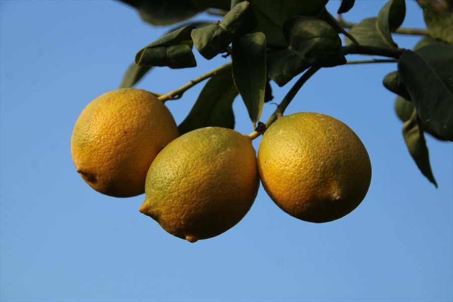 Lamas Limonu İçin Avrupa Birliği Coğrafi İşaret Tescili Başvurusu Yapılacak