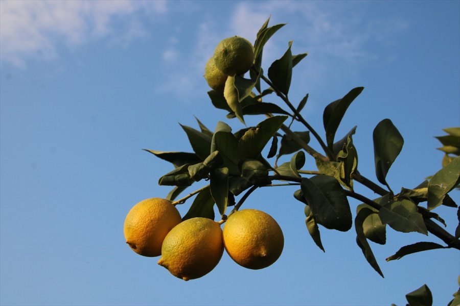 Lamas Limonu İçin Avrupa Birliği Coğrafi İşaret Tescili Başvurusu Yapılacak