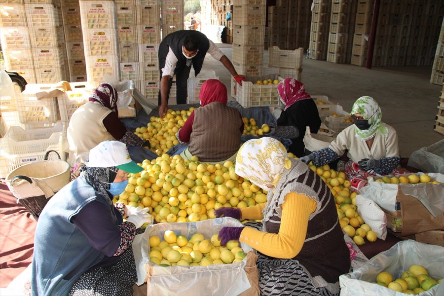 Lamas Limonu İçin Avrupa Birliği Coğrafi İşaret Tescili Başvurusu Yapılacak