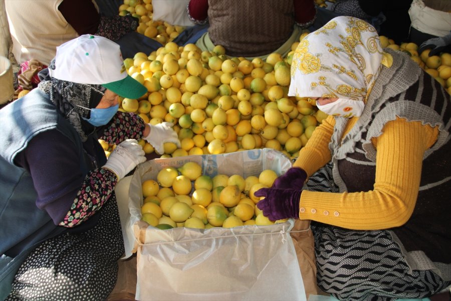Lamas Limonu İçin Avrupa Birliği Coğrafi İşaret Tescili Başvurusu Yapılacak