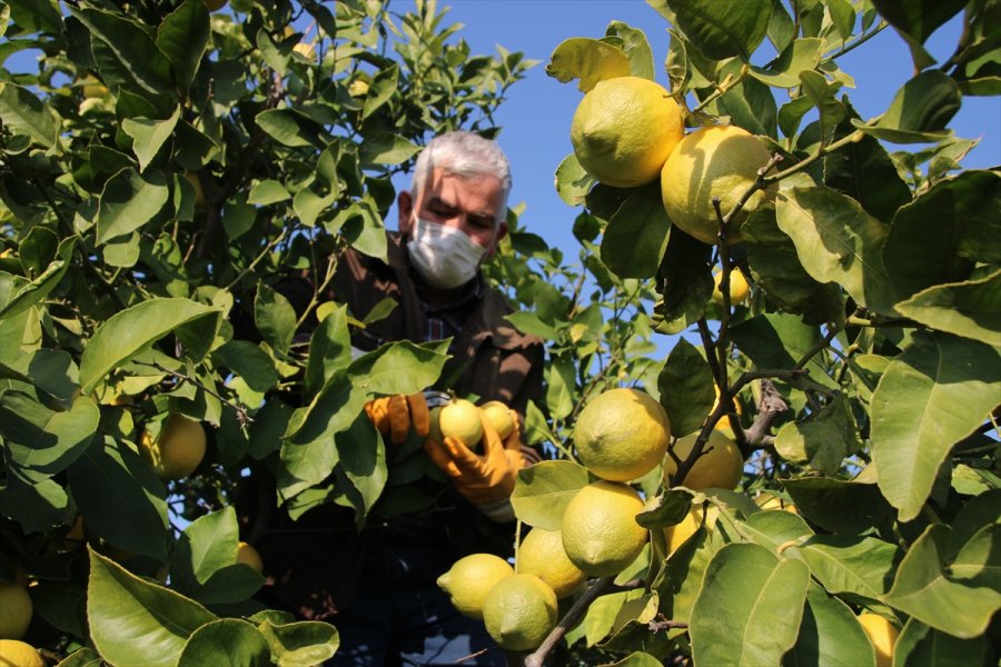 Lamas Limonu İçin Avrupa Birliği Coğrafi İşaret Tescili Başvurusu Yapılacak