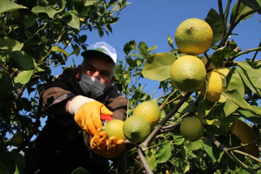 Lamas Limonu İçin Avrupa Birliği Coğrafi İşaret Tescili Başvurusu Yapılacak