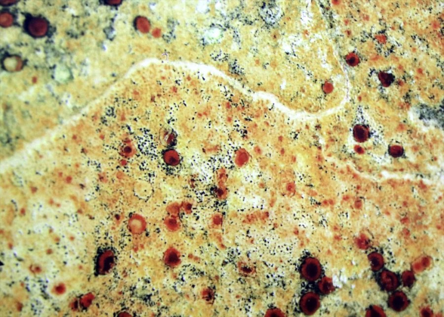 Antarktika'nın Likenleri Türk Bilim İnsanına Tüba Ödülünü Kazandırdı