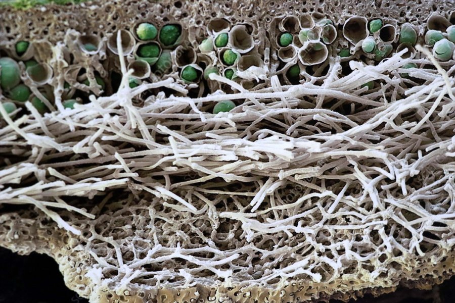 Antarktika'nın Likenleri Türk Bilim İnsanına Tüba Ödülünü Kazandırdı