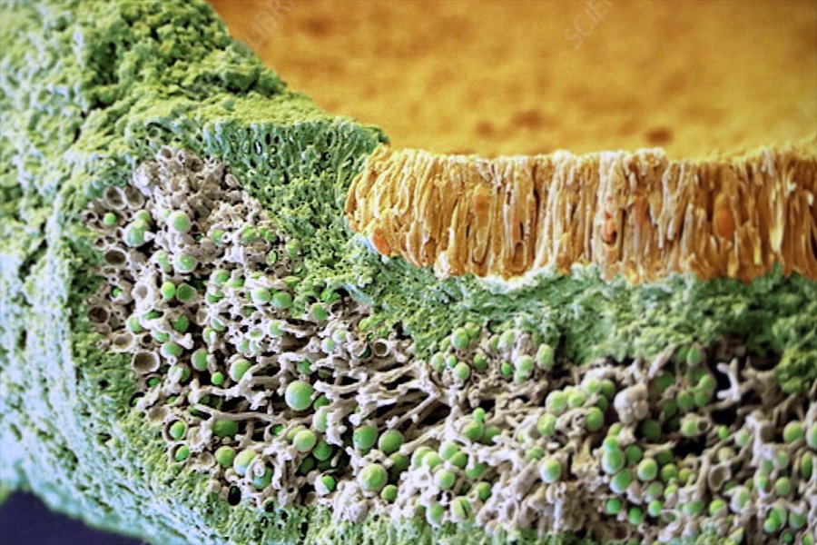 Antarktika'nın Likenleri Türk Bilim İnsanına Tüba Ödülünü Kazandırdı