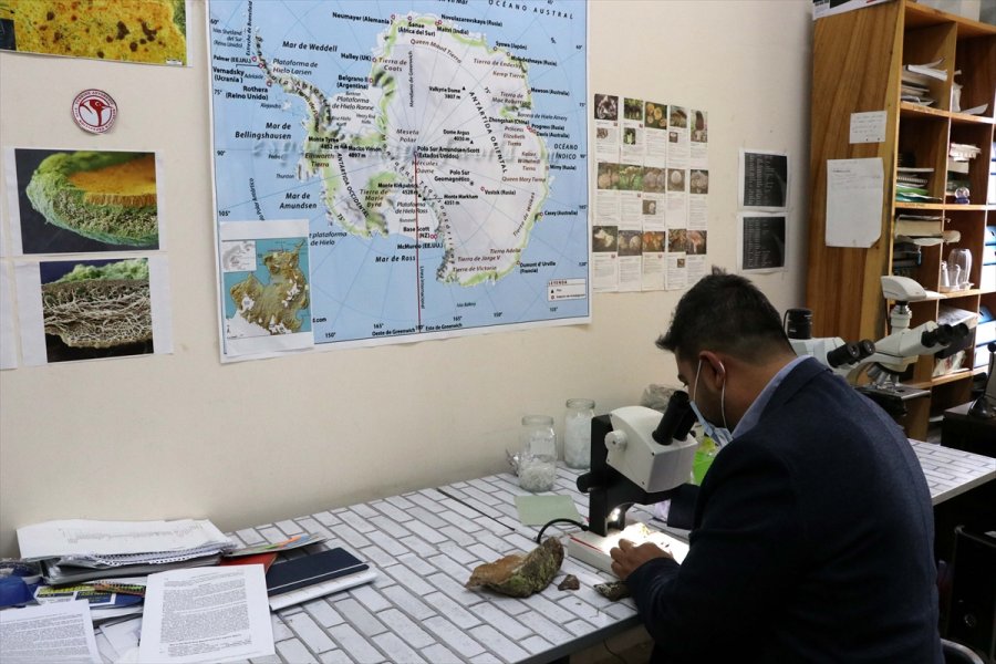 Antarktika'nın Likenleri Türk Bilim İnsanına Tüba Ödülünü Kazandırdı