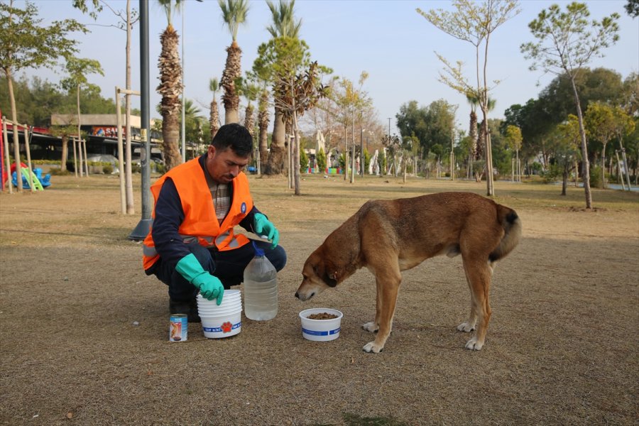 Antalya'da Sokak Hayvanları Unutulmadı
