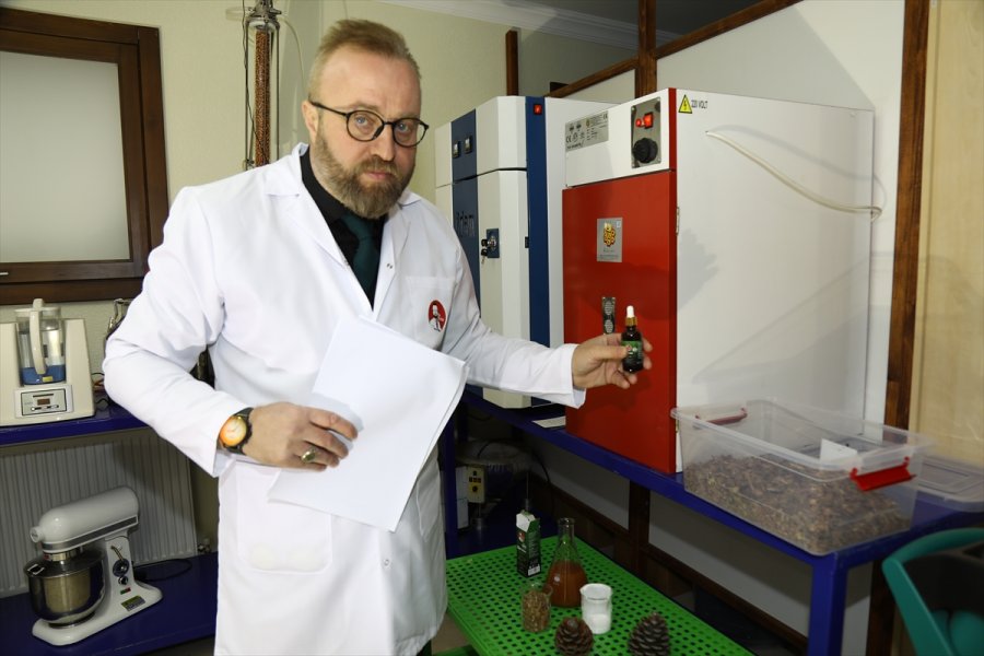 Çam Kozalağını Bor İle Birleştirerek Gıda Takviyesi Geliştirdiler