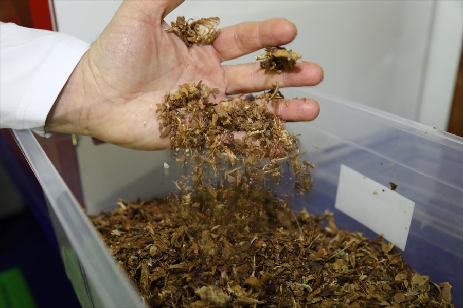 Çam Kozalağını Bor İle Birleştirerek Gıda Takviyesi Geliştirdiler