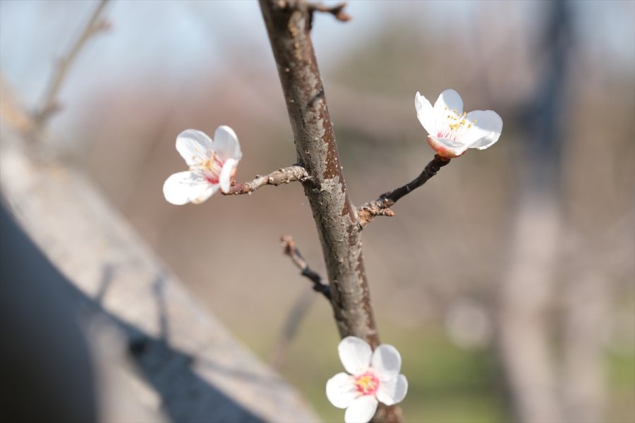 Mersin'de Erik Ağaçları Çiçek Açtı