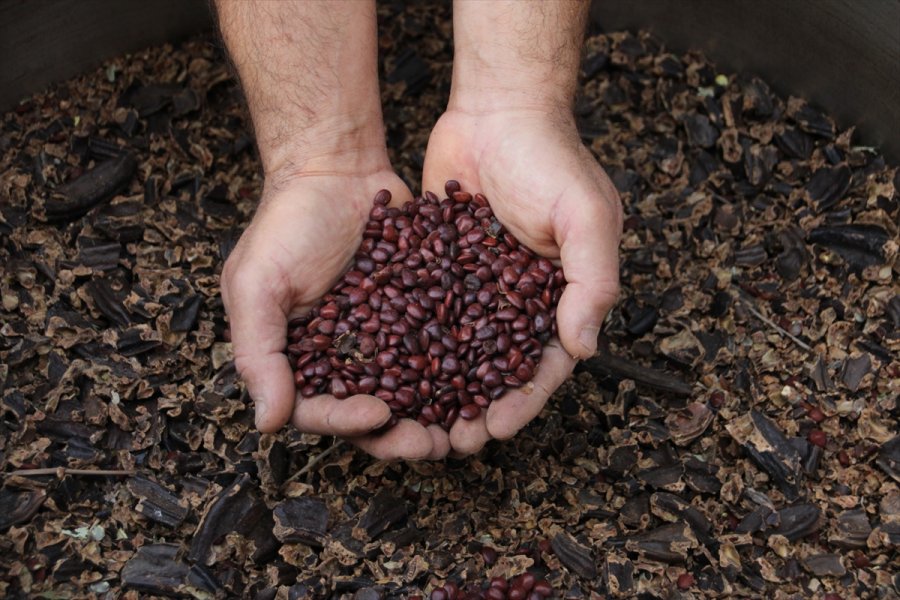 Mersin'de Keçiboynuzunun Pekmeze Yolculuğu Başladı