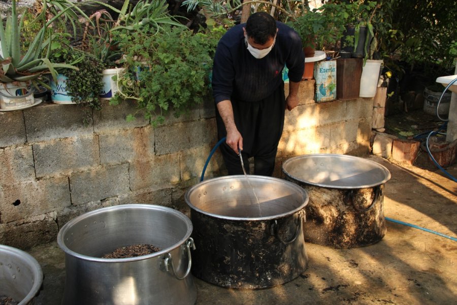 Mersin'de Keçiboynuzunun Pekmeze Yolculuğu Başladı