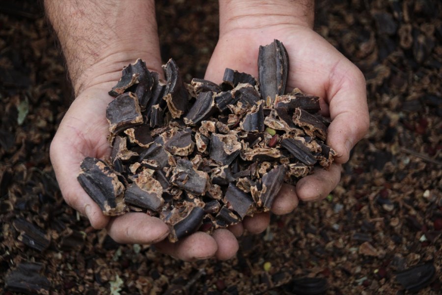 Mersin'de Keçiboynuzunun Pekmeze Yolculuğu Başladı